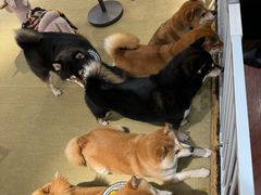 -逗柴咖啡屋·狗咖猫咖宠物桌游