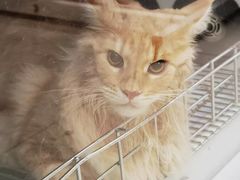 -北京观赏动物医院·24小时大型综合·猫专科·异宠专科