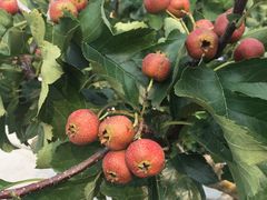 -意大利农场度假村