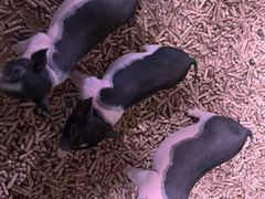 -正佳雨林生态植物园