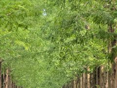 -黄海国家森林公园