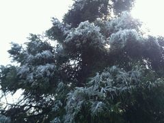 -江西阳明山国家森林公园