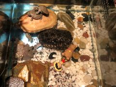 -杉海和牛烧肉海鲜自助(会展城店)