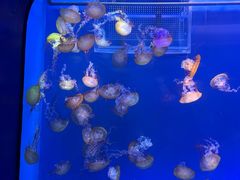 -海合安武汉极地海洋公园