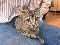 -猫咪咖啡·猫咖(万达广场店)
