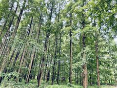 -黄海国家森林公园