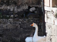 -苏州文庙(姑苏区)