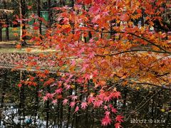 -上海共青森林公园