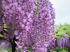 -嘉定紫藤园