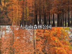 -番禺大夫山森林公园