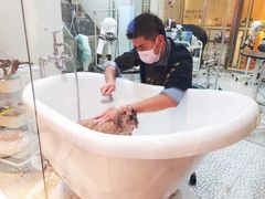 -momokira米努特·德文卷毛猫·棉花面纱犬