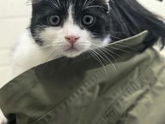 -御宝贝·A梦猫科宠物医院(国际猫友好医院)
