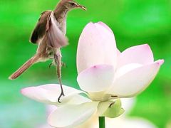 -国家植物园南园