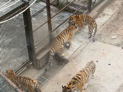 -深圳野生动物园