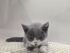 -青石桥花鸟鱼虫市场(叠翠城店)