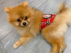 -柯斗斗主题餐厅·狗咖·围炉煮茶·茶饮(国瑞升平里店)