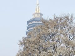 -红梅公园