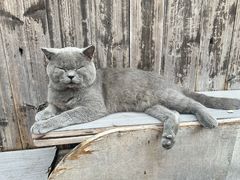 -鸣鹤古镇