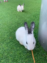 -萌宠亲子动物乐园(槐房万达店)