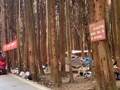 -武陵山森林公园