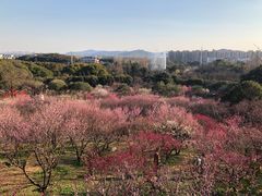 -无锡梅园公园