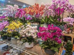 -双季花艺园艺市场(浦东店)