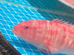 -百富源·海鲜辽菜(张士店)