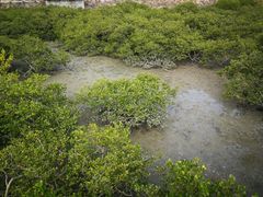 -北海金海湾红树林生态旅游区