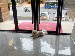 -瑞派名望志远动物医院·猫科·內科·异宠专科(直港大道店)