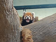 -石家庄市动物园