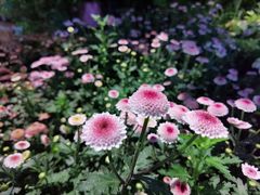 -朝来春花卉市场