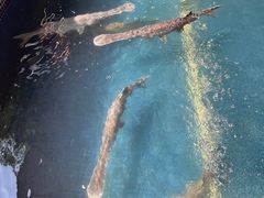 -鸿渡渔庄·特色鸭咀鱼