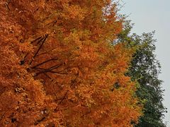 -白鹭湾湿地公园