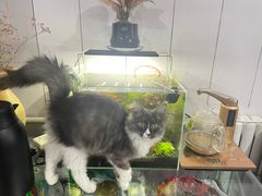 -小叮当动物医院·骨科·眼科