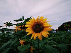 -荷兰花海