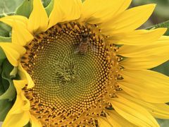 -杭州湾海上花田景区