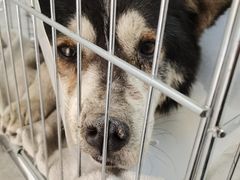 -喜多萌中农锦绣动物医院24H·猫科·牙科MRI·CT