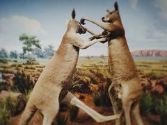 -陕西自然博物馆