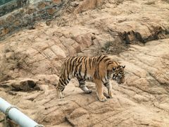 -西霞口神雕山野生动物世界