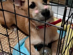 -菲丽丝宠物医院·24小时·猫科中心·免疫点(淮海分院)