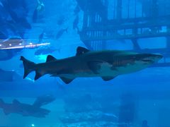 -迪拜水族馆及水下动物园