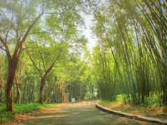 -广东茂名森林公园