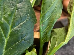 -盡膳口福跷脚牛肉火锅(合生汇购物中心店)