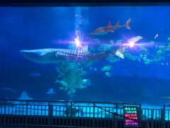 -烟台海昌鲸鲨海洋公园