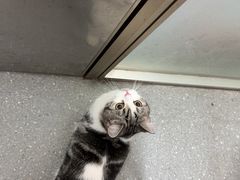 -伟伟宠物医院·瑞派猫友好医院·猫科(光谷店)
