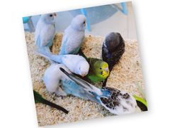 -怪兽屋·羊驼·猫咖·狗咖(俊华广场店)