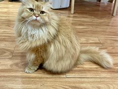 -MOCHA明星猫咖(田子坊店)