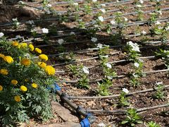 -上巴拉卡花园和下巴拉卡花园