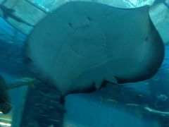 -乐从天佑城海洋馆
