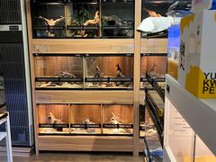 -酷以爬仙阁实体爬宠店·守宫·蜥蜴·专业繁育